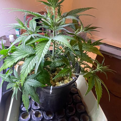 Banana Purple Punch Auto growlog photo: Leaf tuck LST plus CalMag 5ml And recharge 1 tbsp 