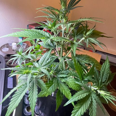 Banana Purple Punch Auto growlog photo: Leaf tuck LST plus CalMag 5ml And recharge 1 tbsp 