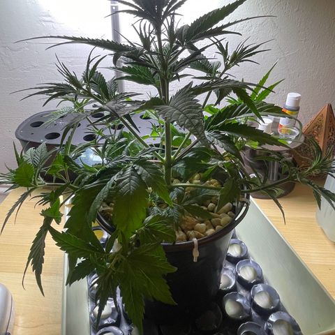 Banana Purple Punch Auto growlog photo: Leaf tuck LST plus CalMag 5ml And recharge 1 tbsp 