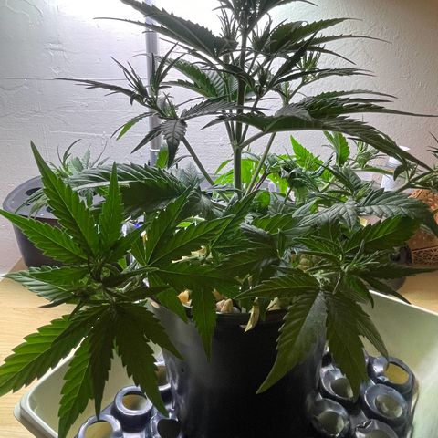 Banana Purple Punch Auto growlog photo: Leaf tuck LST plus CalMag 5ml And recharge 1 tbsp 
