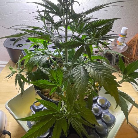 Banana Purple Punch Auto growlog photo: Leaf tuck LST plus CalMag 5ml And recharge 1 tbsp 