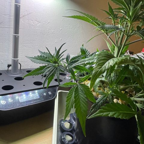 Banana Purple Punch Auto growlog photo: Leaf tuck LST plus CalMag 5ml And recharge 1 tbsp 