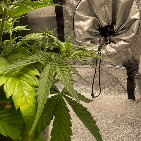 Banana Purple Punch Auto growlog photo: No water