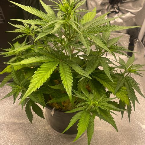 Banana Purple Punch Auto growlog photo: No water