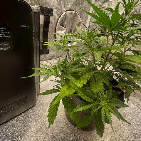 Banana Purple Punch Auto growlog photo: No water