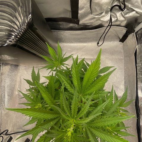 Banana Purple Punch Auto growlog photo: No water
