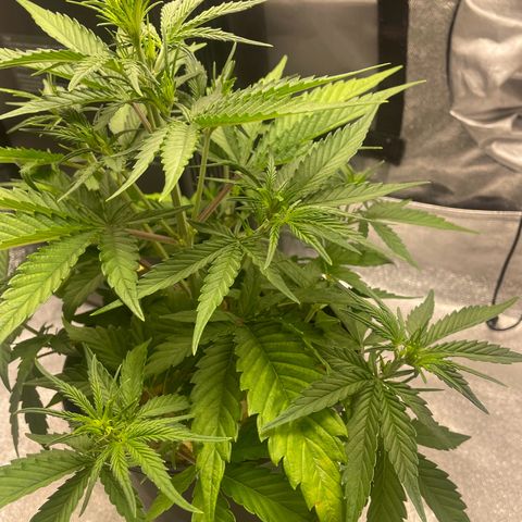 Banana Purple Punch Auto growlog photo: No water