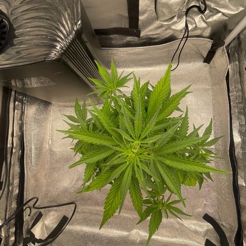Banana Purple Punch Auto growlog photo: No water