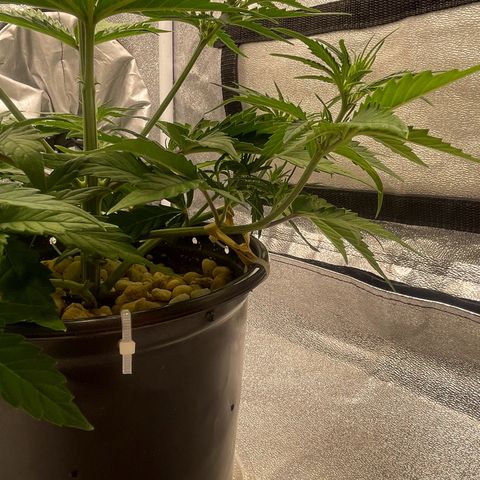 Banana Purple Punch Auto growlog photo: No water