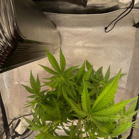 Banana Purple Punch Auto growlog photo: No water