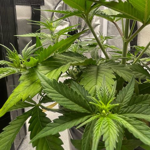 Banana Purple Punch Auto growlog photo: No water