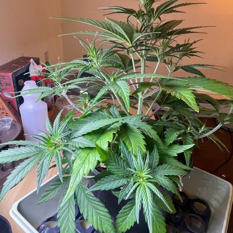 Banana Purple Punch Auto growlog photo: LST took well along with the recharge also watered today 6.0-6.5 ph