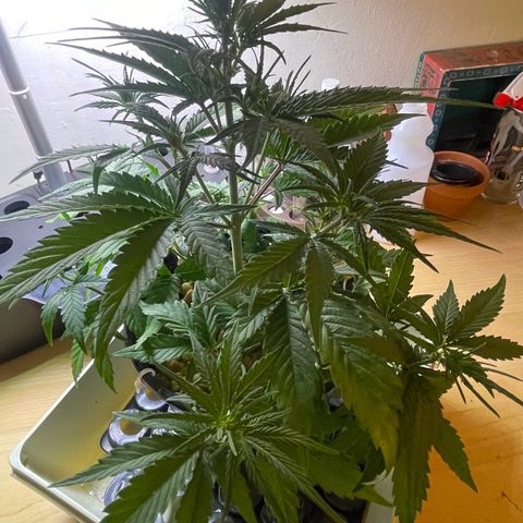 Banana Purple Punch Auto growlog photo: LST took well along with the recharge also watered today 6.0-6.5 ph
