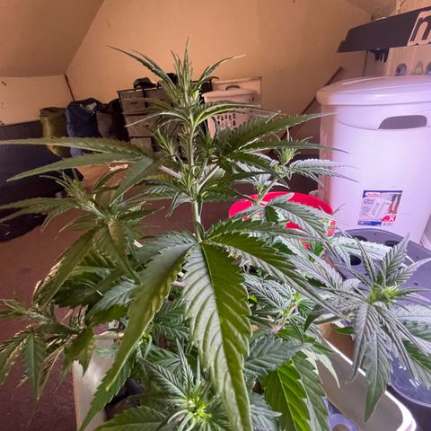 Banana Purple Punch Auto growlog photo: LST took well along with the recharge also watered today 6.0-6.5 ph