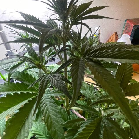 Banana Purple Punch Auto growlog photo: LST took well along with the recharge also watered today 6.0-6.5 ph