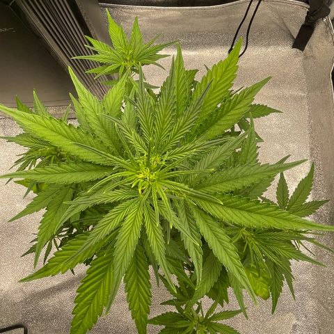 Banana Purple Punch Auto growlog photo: LST took well along with the recharge also watered today 6.0-6.5 ph
