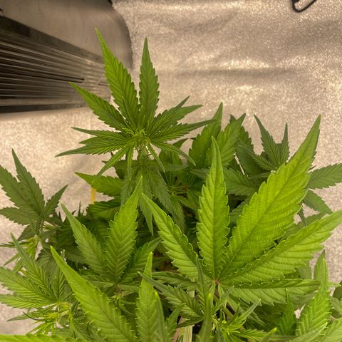 Banana Purple Punch Auto growlog photo: LST took well along with the recharge also watered today 6.0-6.5 ph