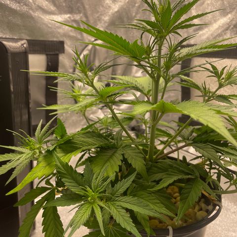 Banana Purple Punch Auto growlog photo: LST took well along with the recharge also watered today 6.0-6.5 ph