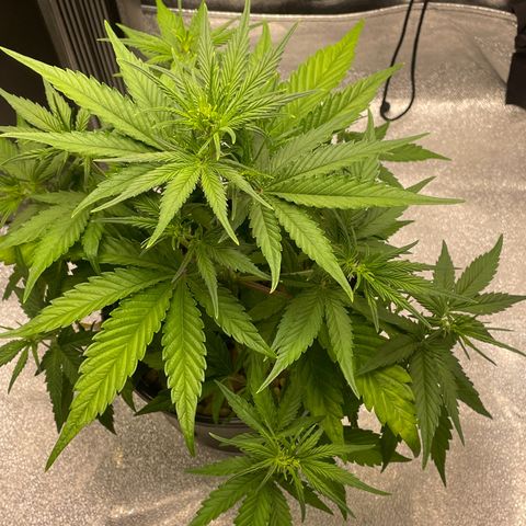 Banana Purple Punch Auto growlog photo: LST took well along with the recharge also watered today 6.0-6.5 ph