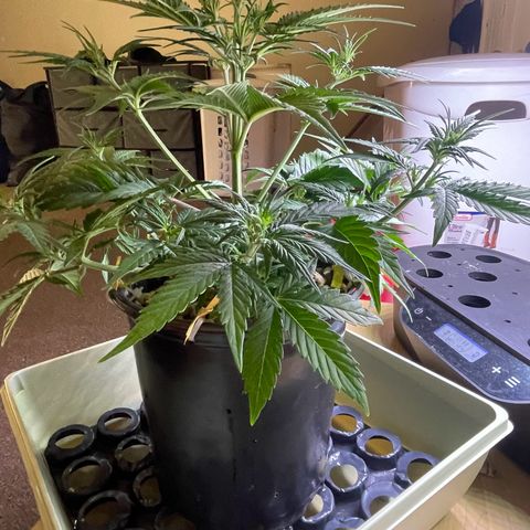 Banana Purple Punch Auto growlog photo: LST took well along with the recharge also watered today 6.0-6.5 ph