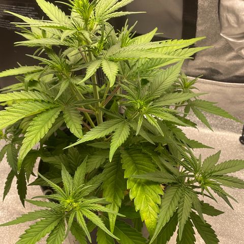 Banana Purple Punch Auto growlog photo: LST took well along with the recharge also watered today 6.0-6.5 ph