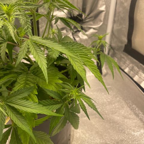 Banana Purple Punch Auto growlog timeline photo