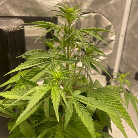 Banana Purple Punch Auto growlog timeline photo