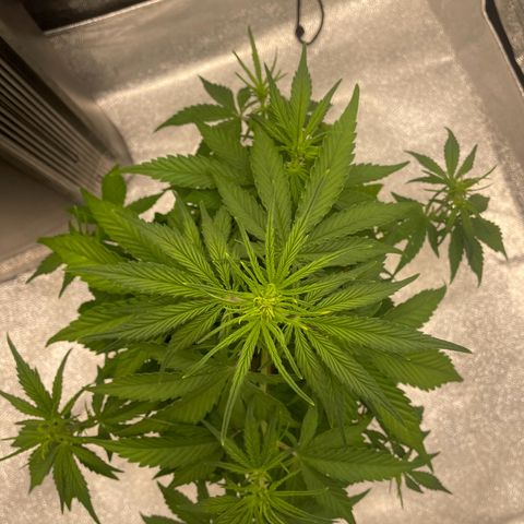 Banana Purple Punch Auto growlog timeline photo