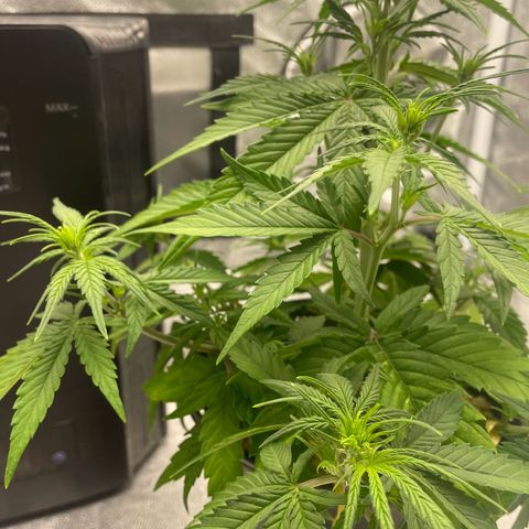 Banana Purple Punch Auto growlog timeline photo