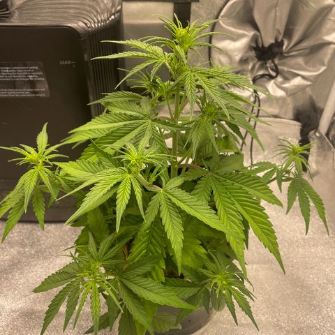 Banana Purple Punch Auto growlog timeline photo