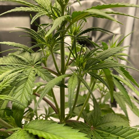 Banana Purple Punch Auto growlog photo: Lollipop LST & FF nutes with calmag 