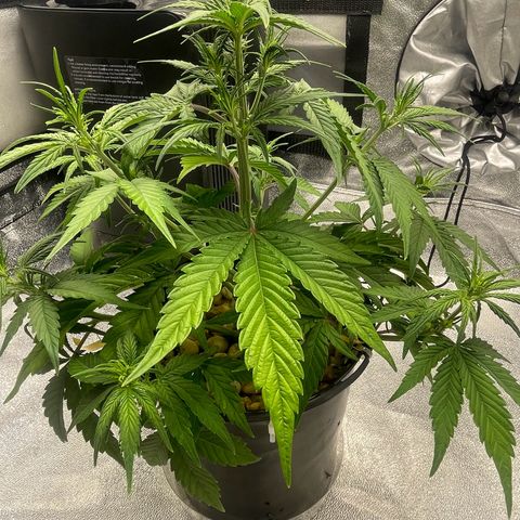 Banana Purple Punch Auto growlog photo: Lollipop LST & FF nutes with calmag 