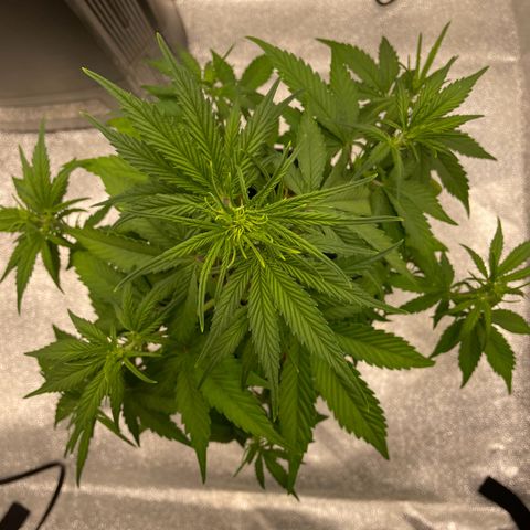 Banana Purple Punch Auto growlog photo: Lollipop LST & FF nutes with calmag 