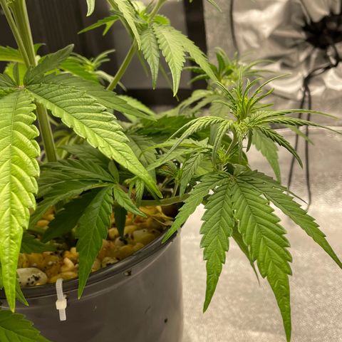 Banana Purple Punch Auto growlog photo: Lollipop LST & FF nutes with calmag 