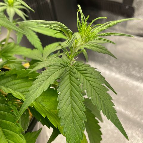 Banana Purple Punch Auto growlog photo: Lollipop LST & FF nutes with calmag 