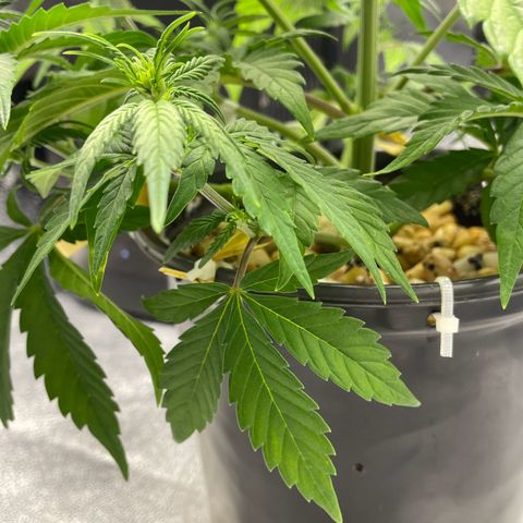 Banana Purple Punch Auto growlog photo: Lollipop LST & FF nutes with calmag 