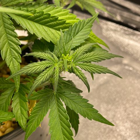 Banana Purple Punch Auto growlog photo: Lollipop LST & FF nutes with calmag 