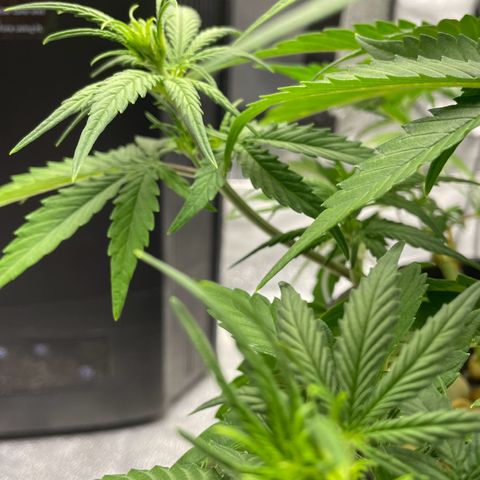 Banana Purple Punch Auto growlog photo: Lollipop LST & FF nutes with calmag 