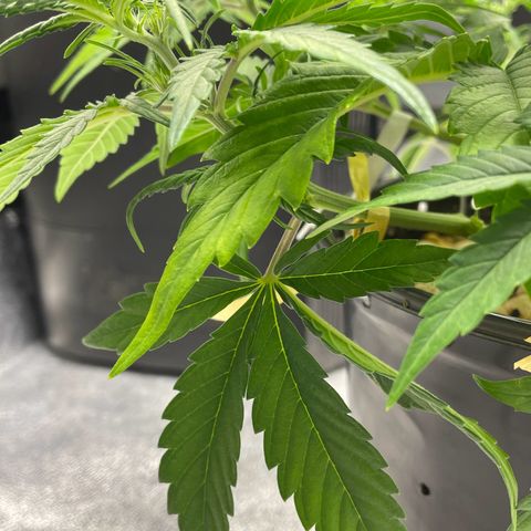 Banana Purple Punch Auto growlog photo: Lollipop LST & FF nutes with calmag 