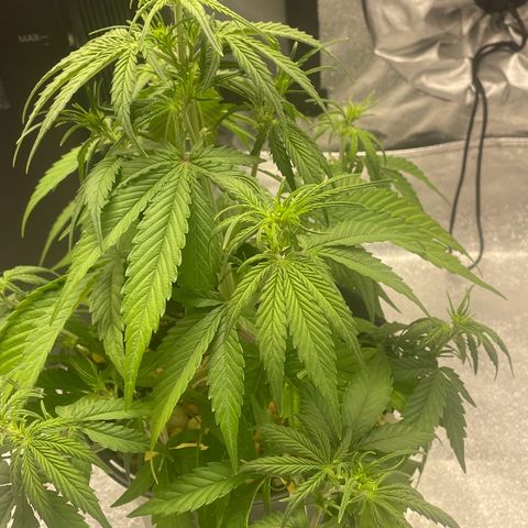 Banana Purple Punch Auto growlog photo: Over watered