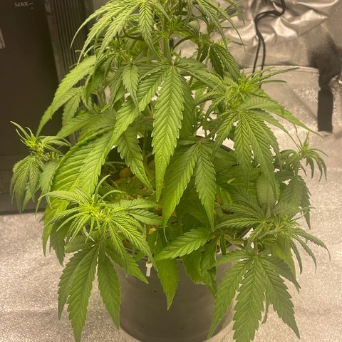 Banana Purple Punch Auto growlog photo: Over watered
