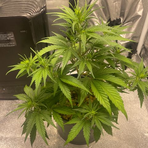 Banana Purple Punch Auto growlog photo: No water 