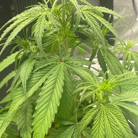 Banana Purple Punch Auto growlog photo: No water 