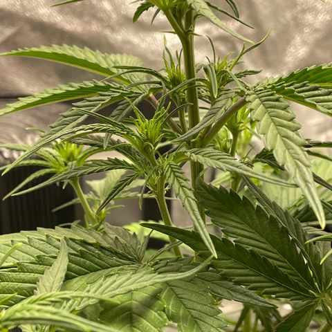 Banana Purple Punch Auto growlog photo: Watered with nuets FF trio 