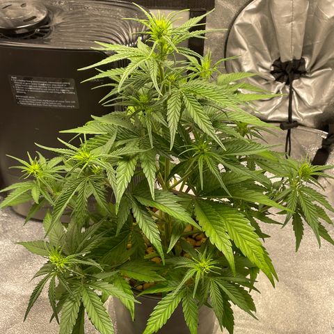 Banana Purple Punch Auto growlog photo: Watered with nuets FF trio 