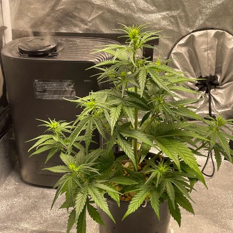 Banana Purple Punch Auto growlog photo: Watered with nuets FF trio 
