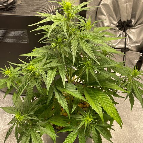 Banana Purple Punch Auto growlog photo: Watered with nuets FF trio 