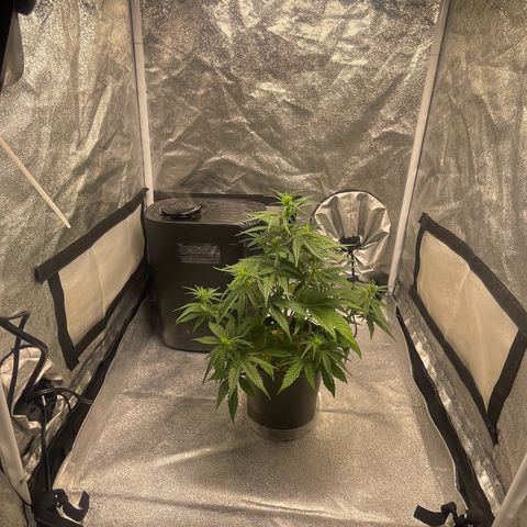 Banana Purple Punch Auto growlog photo: Watered with nuets FF trio 