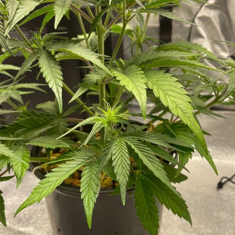 Banana Purple Punch Auto growlog photo: Watered with nuets FF trio 