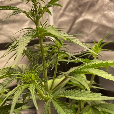 Banana Purple Punch Auto growlog photo: Watered with nuets FF trio 